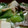 吹雪と不二子's cooksnap of when they made とろっ旨っ♪青梗菜と厚揚げの中華餡かけ♡.