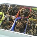 gomadachs's cooksnap of when they made 最強カルシウム軍団のひじき煮！.