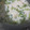 クックUVUCZD☆'s cooksnap of when they made せりと生姜で♪和風粥.