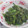 ここみ☆ゆりあママ's cooksnap of when they made 青菜の胡麻和え.