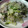 ナチョぽん's cooksnap of when they made 大根とねぎと豚の胡椒炒め.