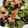 lili5963's cooksnap of when they made 炙りサーモン水菜の柚子胡椒だれ.