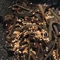 Yokchina's cooksnap of when they made やみつき！ナス皮のキンピラ.
