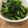 クックキーコ's cooksnap of when they made 菜の花 辛子風おひたし.