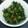 ぽんすかたいそう's cooksnap of when they made しらすと大根の葉のふりかけ.