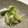 わかこな's cooksnap of when they made 柚子香る白菜のさっぱり漬け.