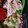 クックJDRLCG☆'s cooksnap of when they made ☆ちくわのたらこまぶし☆お弁当♪すきまに.