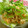 ☆Rokko☆'s cooksnap of when they made 手軽美味♡押し麦の鮭フレーク和え.