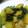 maruru-nn's cooksnap of when they made 菜の花とじゃがいもの甘酢炒め。.