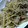 ナーちゃん's cooksnap of when they made 豚とごぼうの炒め煮.