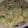 はちぴ's cooksnap of when they made 白菜とチンゲン菜のつゆだく卵とじ.
