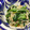 きなこだるま's cooksnap of when they made ほうれん草とえのきの柚子風味おひたし.