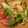スプーンズ's cooksnap of when they made お酢で簡単！たことトマトのマリネ.