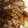 snow012's cooksnap of when they made りんごで♪美味しいしょうが焼き♡.