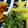 love385's cooksnap of when they made 粉チーズ!?ほうれん草のごま和え.