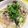 ★そそそそsoy★'s cooksnap of when they made 豚肉の柳川風.