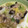 siamese2's cooksnap of when they made 豚肉と白菜の簡単中華炒め.