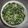 たまちゃ's cooksnap of when they made 大根菜とじゃこの山椒煮.