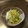 sayokoさん's cooksnap of when they made 柚子香る白菜のさっぱり漬け.