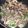＋SUN3's cooksnap of when they made 薄切り肉で作る♪めんつゆ生姜焼き♪.