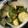 bear＆lily's cooksnap of when they made 胡瓜のゴマおかか和え.