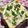 ぽぽきゅ's cooksnap of when they made ツナと新玉葱の梅わさび・塩昆布トースト.