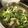 いっぺい99's cooksnap of when they made 水菜とホタテの梅バターソテー.