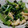 MtShiba's cooksnap of when they made 小松菜と薄揚げの煮びたし.
