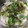 ゆうすけたろはは's cooksnap of when they made がごめ昆布で♪大根と大根の葉の浅漬け.