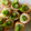 すろーぽーく's cooksnap of when they made ちくわといんげん豆の門松 おせち料理.