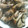 クック2P3YKI☆'s cooksnap of when they made 舞茸まるごとバター焼き.