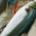 どらり☆'s cooksnap of when they made 安全！キレイ♪簡単☆魚のウロコ取り☆.