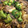 クックE51OV6☆'s cooksnap of when they made 牛肉とエリンギのオイスターソース炒め.