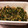 keronekoto's cooksnap of when they made かぶの葉と鮭フレークのふりかけ.