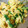 カメリア22's cooksnap of when they made 水菜の卵炒め.