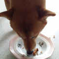 Mくまこ's cooksnap of when they made 簡単！豚耳ジャーキー（犬のおやつ）.