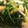 クックPIHA91☆'s cooksnap of when they made 水菜、うすあげ、しらすの煮物.
