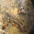 やまさんです☆'s cooksnap of when they made 覚え書き★豚肉とゴボウの柳川もどき.