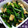 恐妻組合's cooksnap of when they made 大根葉とあぶらげ炒め.