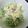 ひぃちゃんひー's cooksnap of when they made 豆苗で簡単マスタードサラダ.