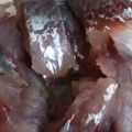 クック63ZVKO☆'s cooksnap of when they made ｷﾚｲに剥ける、あじの皮引き！.