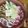 ダイナマイト漆黒's cooksnap of when they made あったま～る☆簡単！鴨鍋.