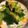☆たまり☆'s cooksnap of when they made ブロッコリー簡単おかず.