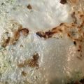 ぱんぎん☆'s cooksnap of when they made ニラキャベツで簡単大判餃子♪もちもちパリ.