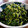 buremore's cooksnap of when they made いろいろ青菜の簡単お漬物.