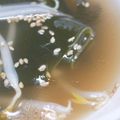 めかにか's cooksnap of when they made もやしとわかめの中華スープ.