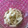 ＊ちょも＊'s cooksnap of when they made お弁当やおせち、作り置きや常備に柚子大根.