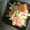 クックLJ2W4Q☆'s cooksnap of when they made 絶品！生の白菜の柚子こしょうサラダ.