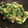じょうちゃろう's cooksnap of when they made 超簡単！タァツァイと油揚げの炒め物.