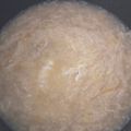 ミッキーの母's cooksnap of when they made 簡単☆かき卵汁.